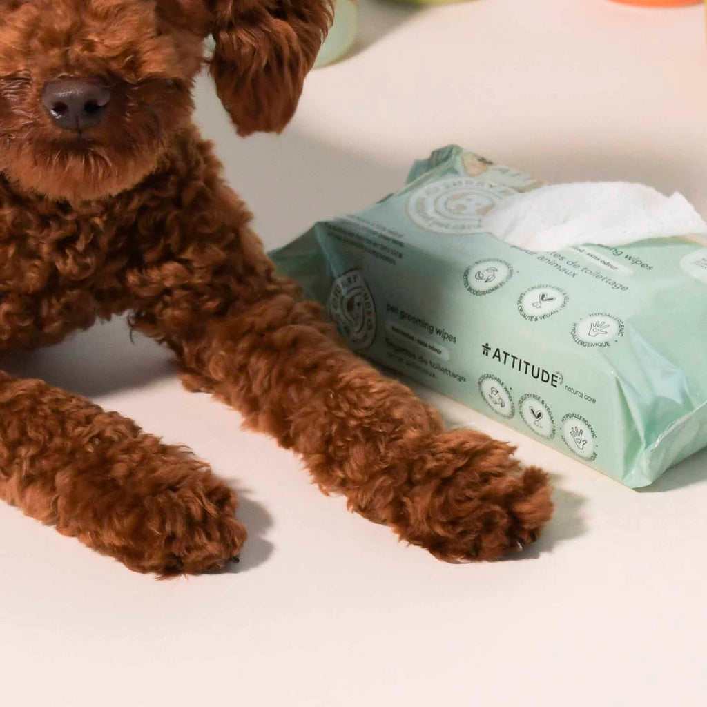 Pet Wipes