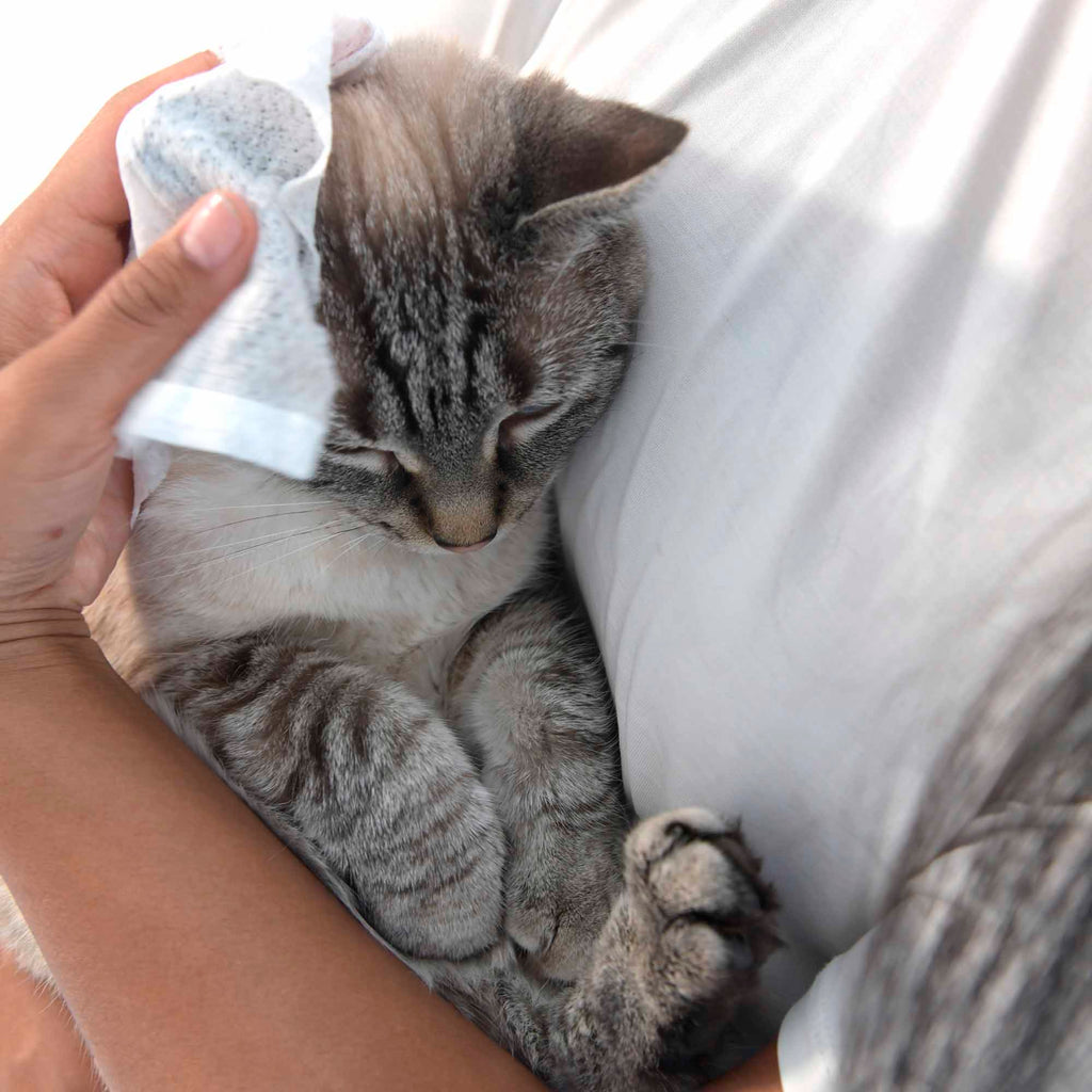 Pet Wipes