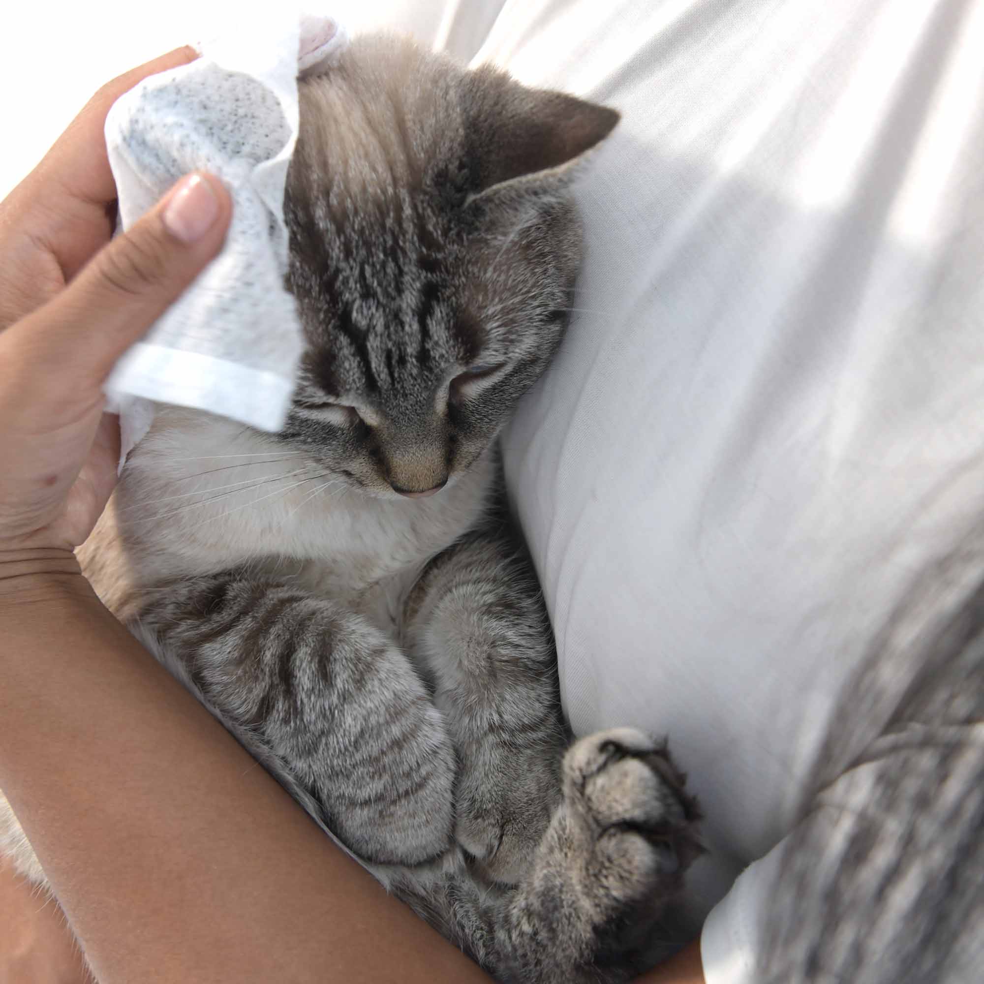 Pet Wipes